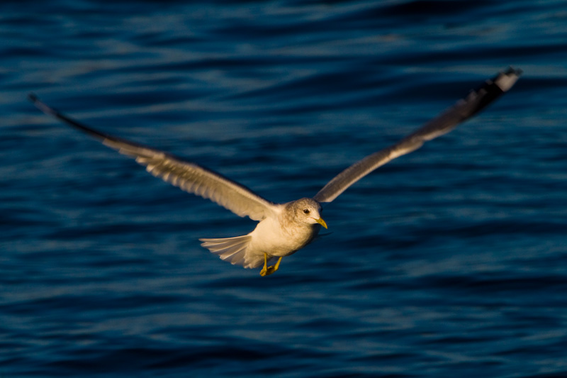 Gull In Flight